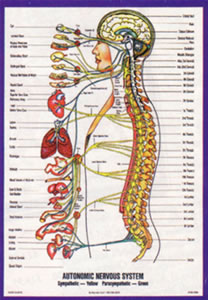 背骨と神経